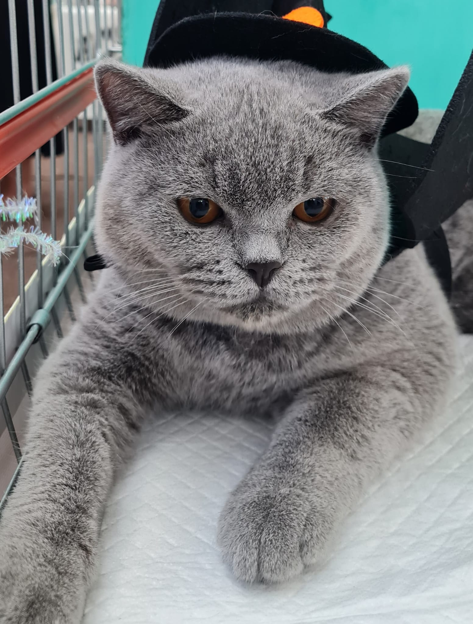 BLUEBERRY JOE INFINITI GREEN